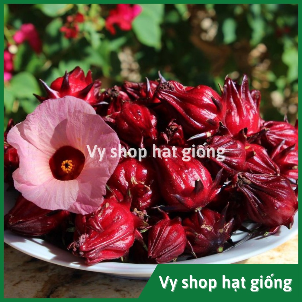 Hạt giống bụp giấm (atiso đỏ) gói 230 hạt
