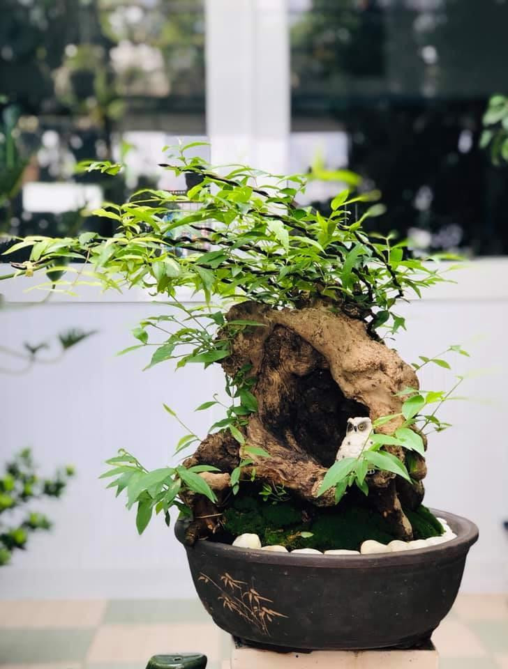 Bằng lăng tím