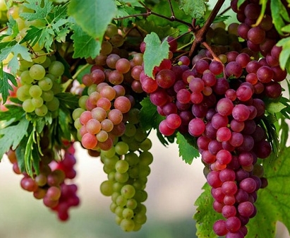 "Gói 10 Hạt " Hạt Giống Nho Pháp Leo Giàn