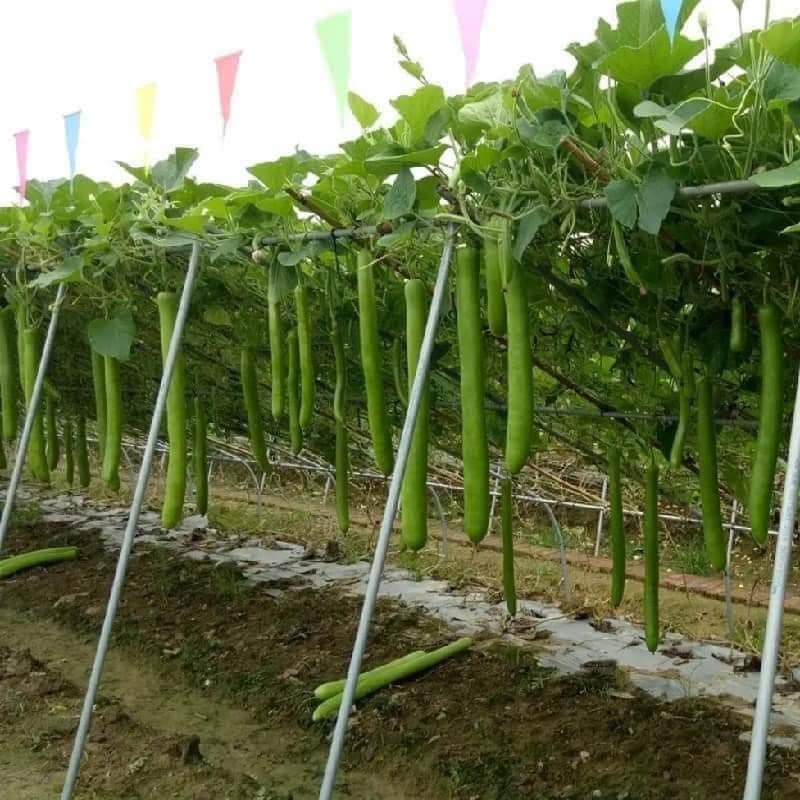 Hạt giống bầu sao trái dài 10 hạt/gói