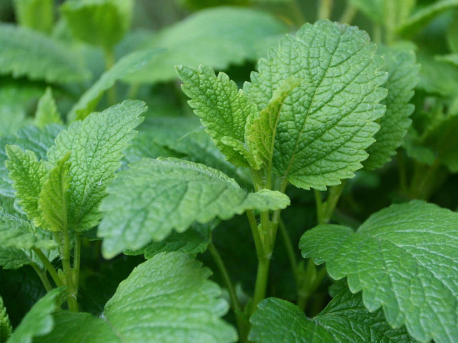 Hạt Giống Bạc Hà Chanh Lemon Balm (Tía Tô Đất)