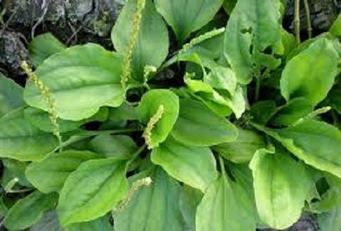 Cây giống rau mã đề (15 cây con)