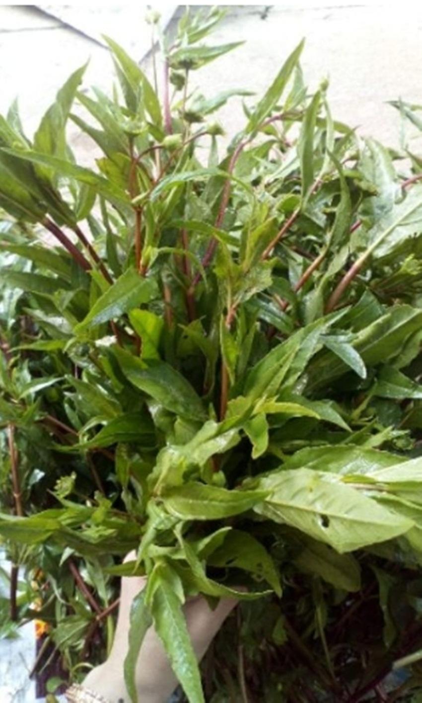 Hạt giống cây cỏ mực (nhọ nồi)