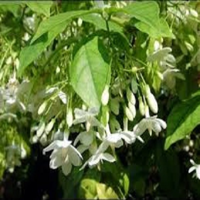 CHẬU CÂY MAI CHIẾU THỦY (MAI TRẤN THỦY, MAI TRÚC THỦY ) - cây 1 thân thẳng dẹp