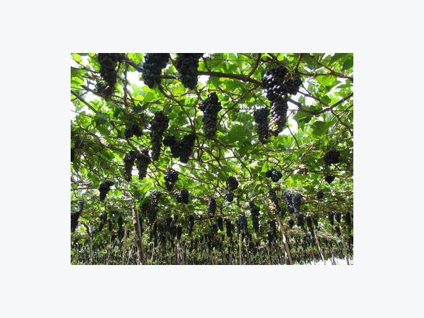Cây giống NHO ĐEN không hạt trái tròn - nhoden