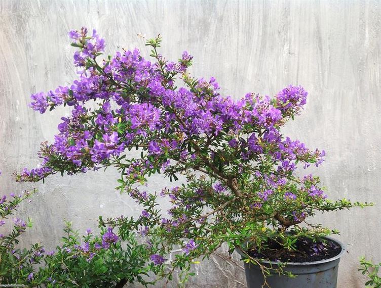 CHẬU CÂY LINH SAM SIÊU BÔNG
