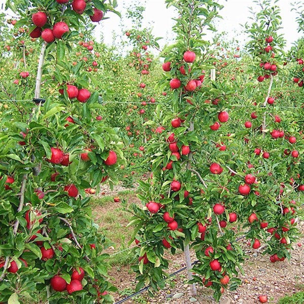 Cây giống táo đỏ nhật bản GFHGF