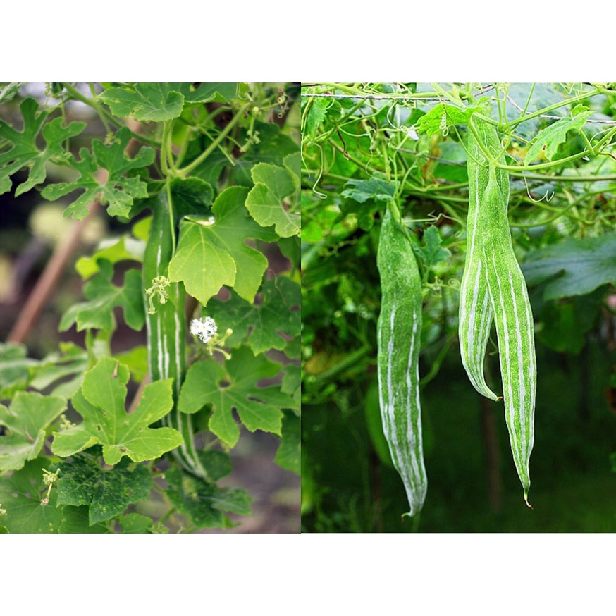 Hạt giống lặc lày (mướp mèo) gói 2gr