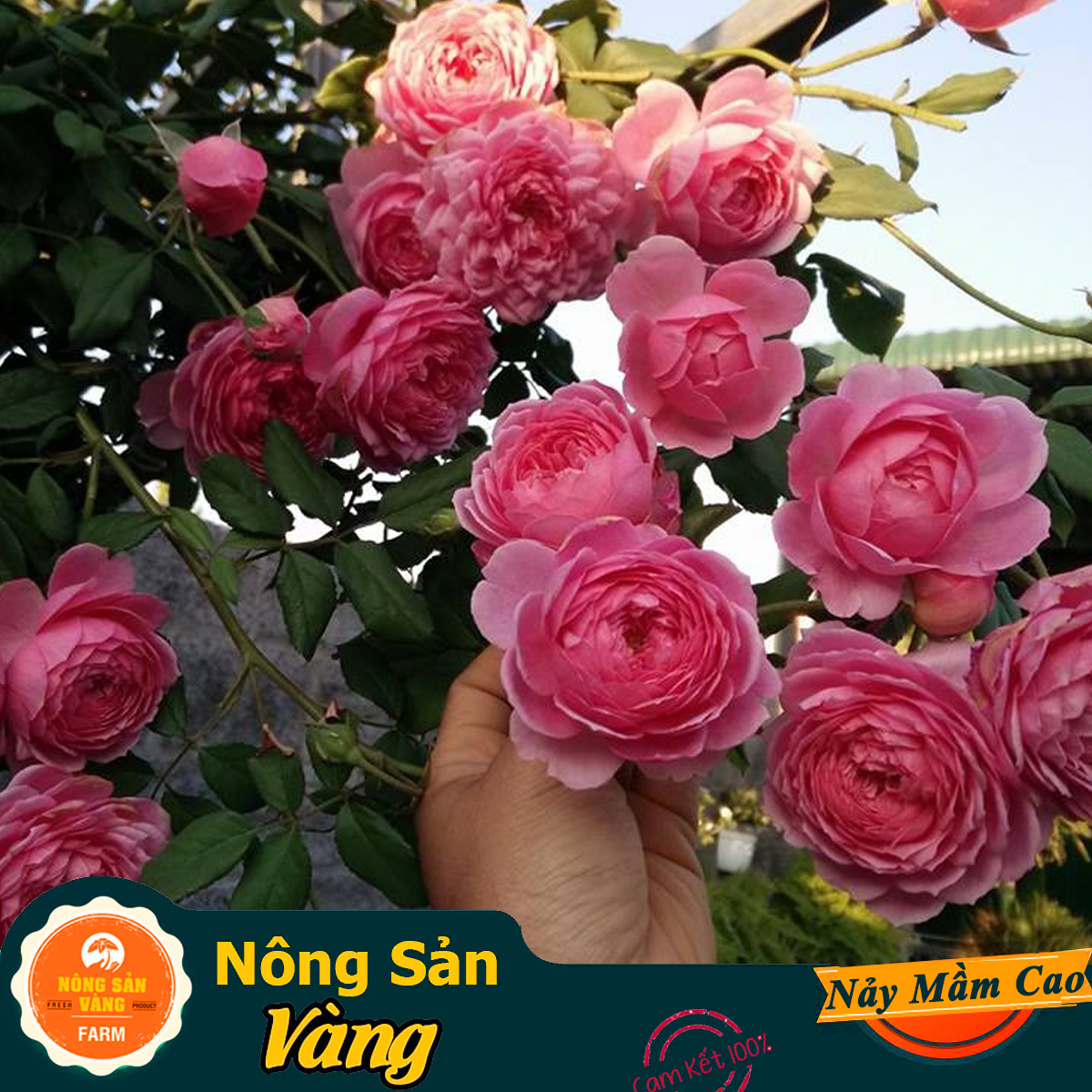 French climbing rose seeds (pack of 10 seeds)-Super pretty yellow agricultural production