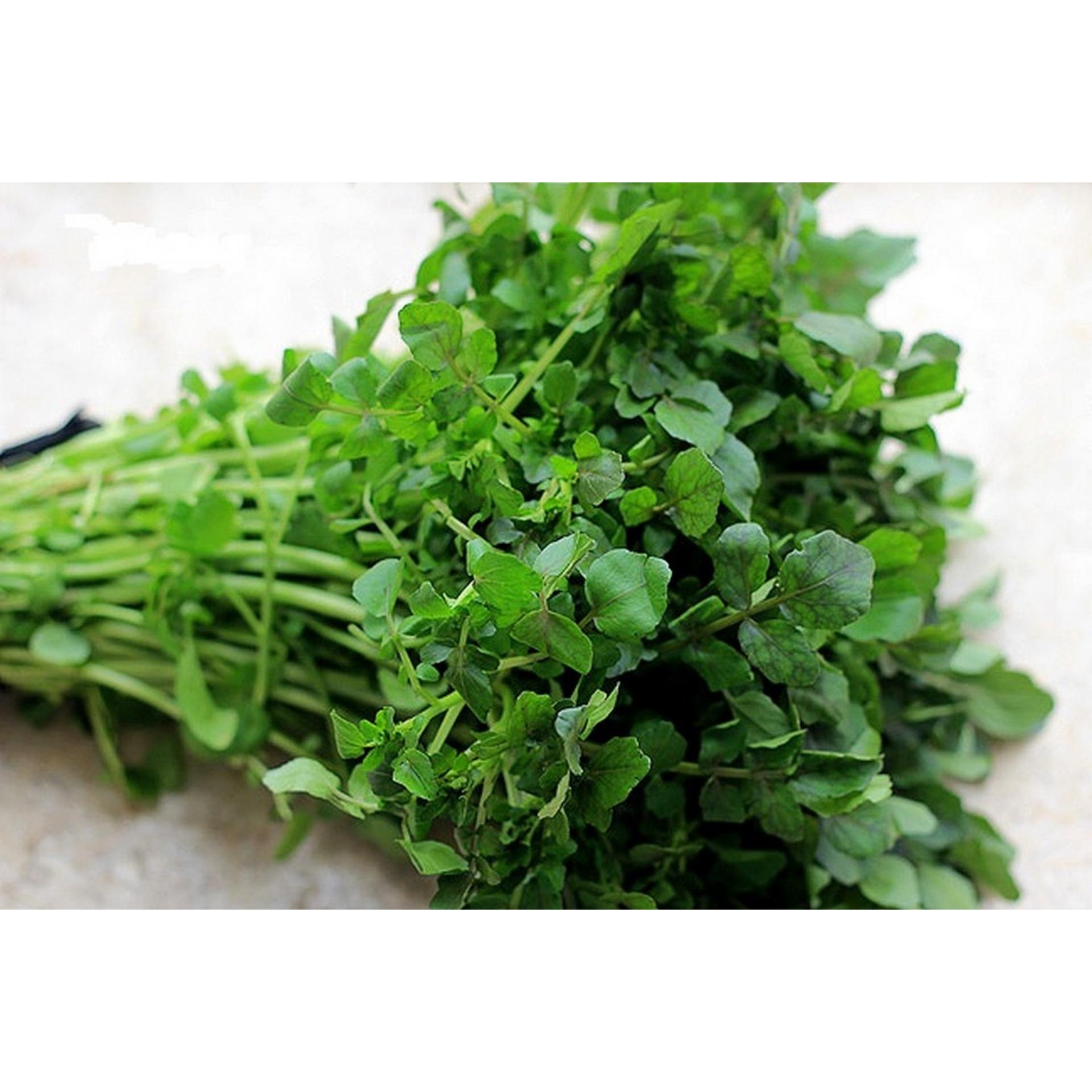 Hạt giống Xà lách xoong