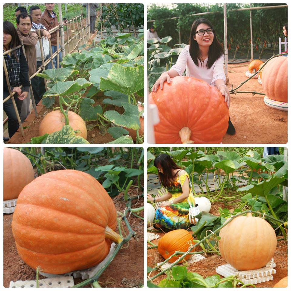 HẠT GIỐNG BÍ NGÔ KHỔNG LỒ