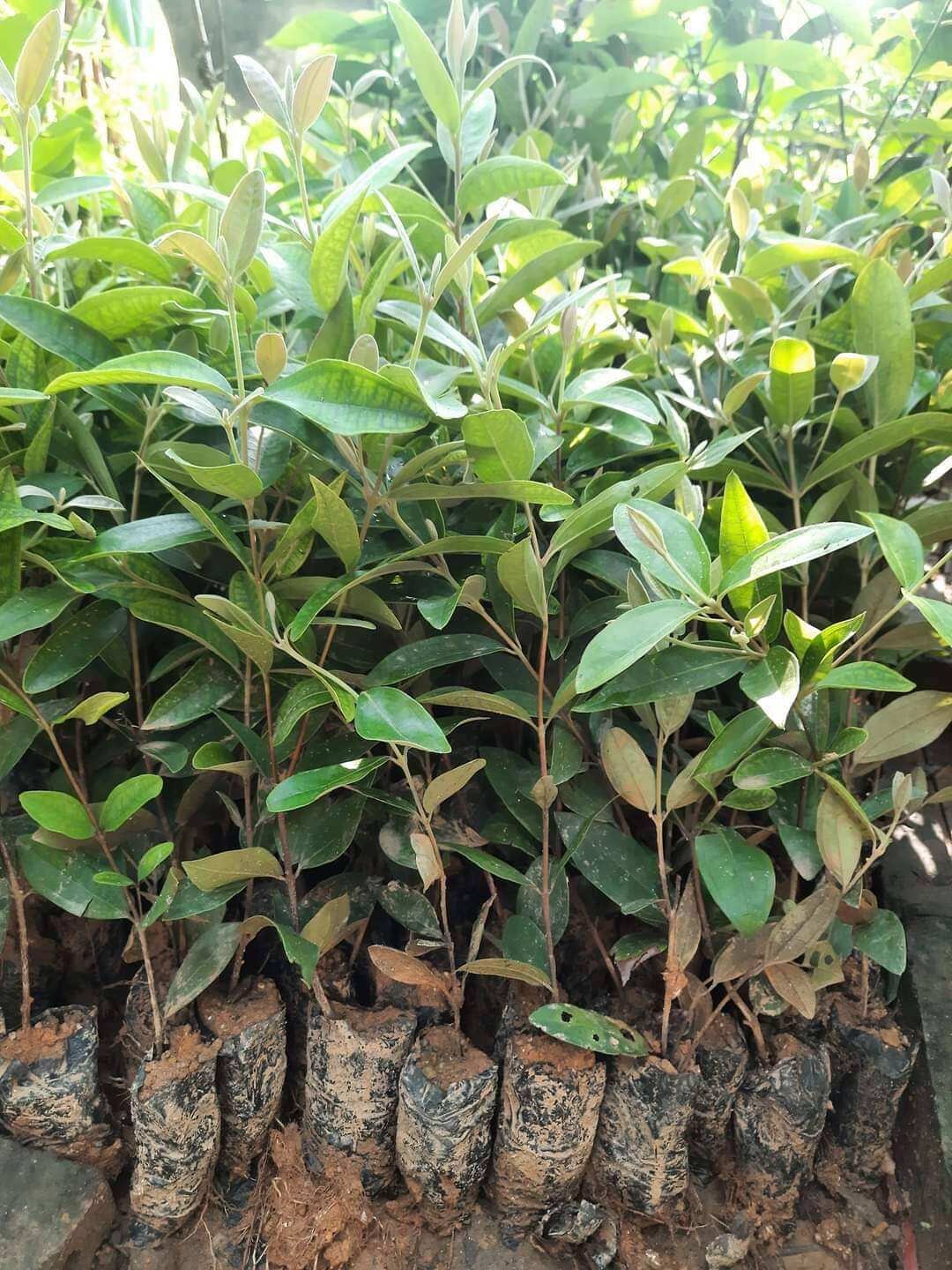 Cây giống sim rừng