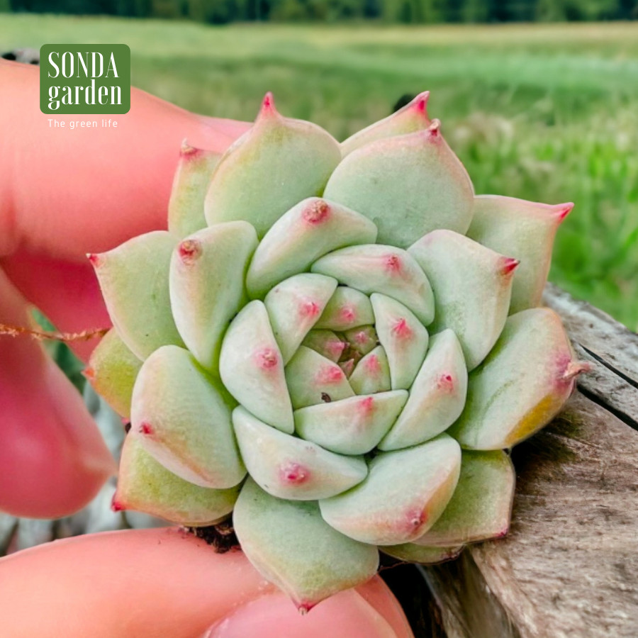 SEN ĐÁ TIỂU NGỌC SIZE MINI SIÊU KHỎE ĐẸP LỖI 1 ĐỔI 1