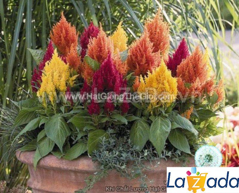 0.2Gr 250.HAT Hạt Giống Hoa Mào Gà Lửa Siêu Lùn 20cm Mix (KD| -KD: B20*V22*M234)