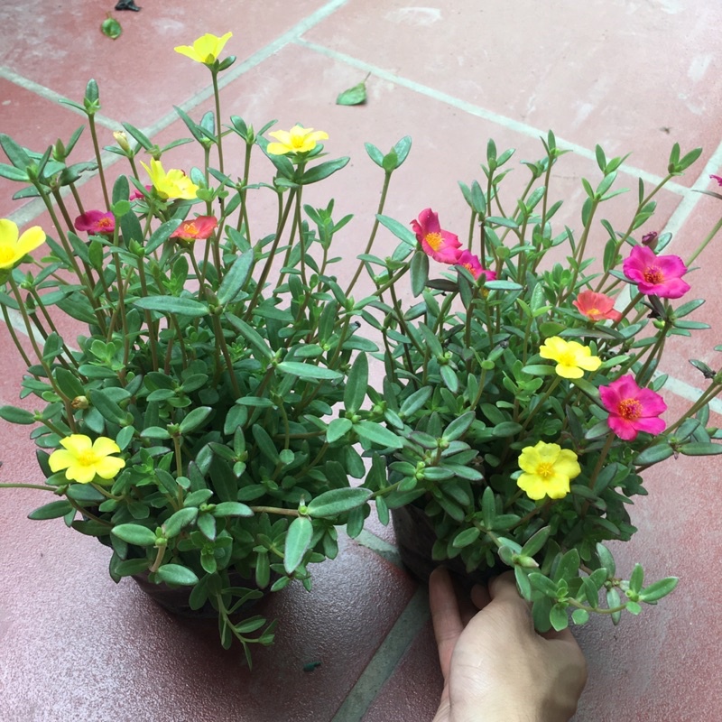 Hoa Sam Mix nhiều màu,cây xum,nhiều nụ (HÀNG NHƯ HÌNH CÓ NỤ HOA)