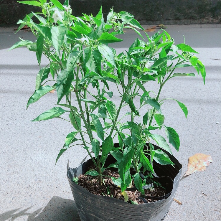 Ớt hiểm trái lớn