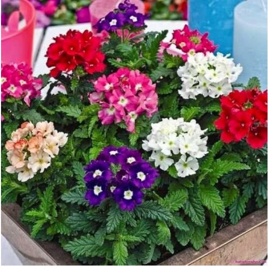 Hạt giống hoa Vân Anh (Cúc Lá Nho )Mix màu - 50 hạt