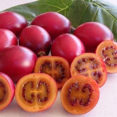 Cây giống cà chua thân gỗ dsf