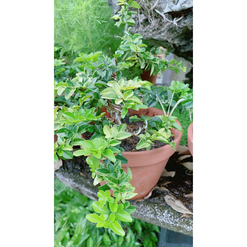 Kim Quýt Bonsai