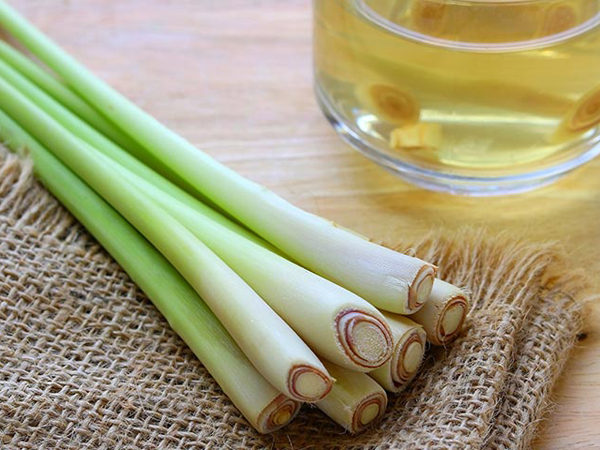 Gói 10 hạt giống Sả Chanh