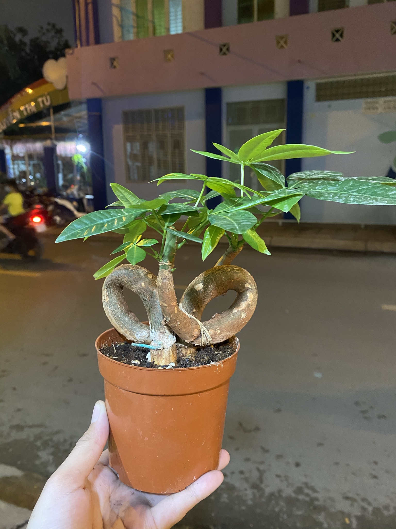 [HCM]CÂY PHONG THUỶ KIM NGÂN NƠ  (TẶNG SỎI)