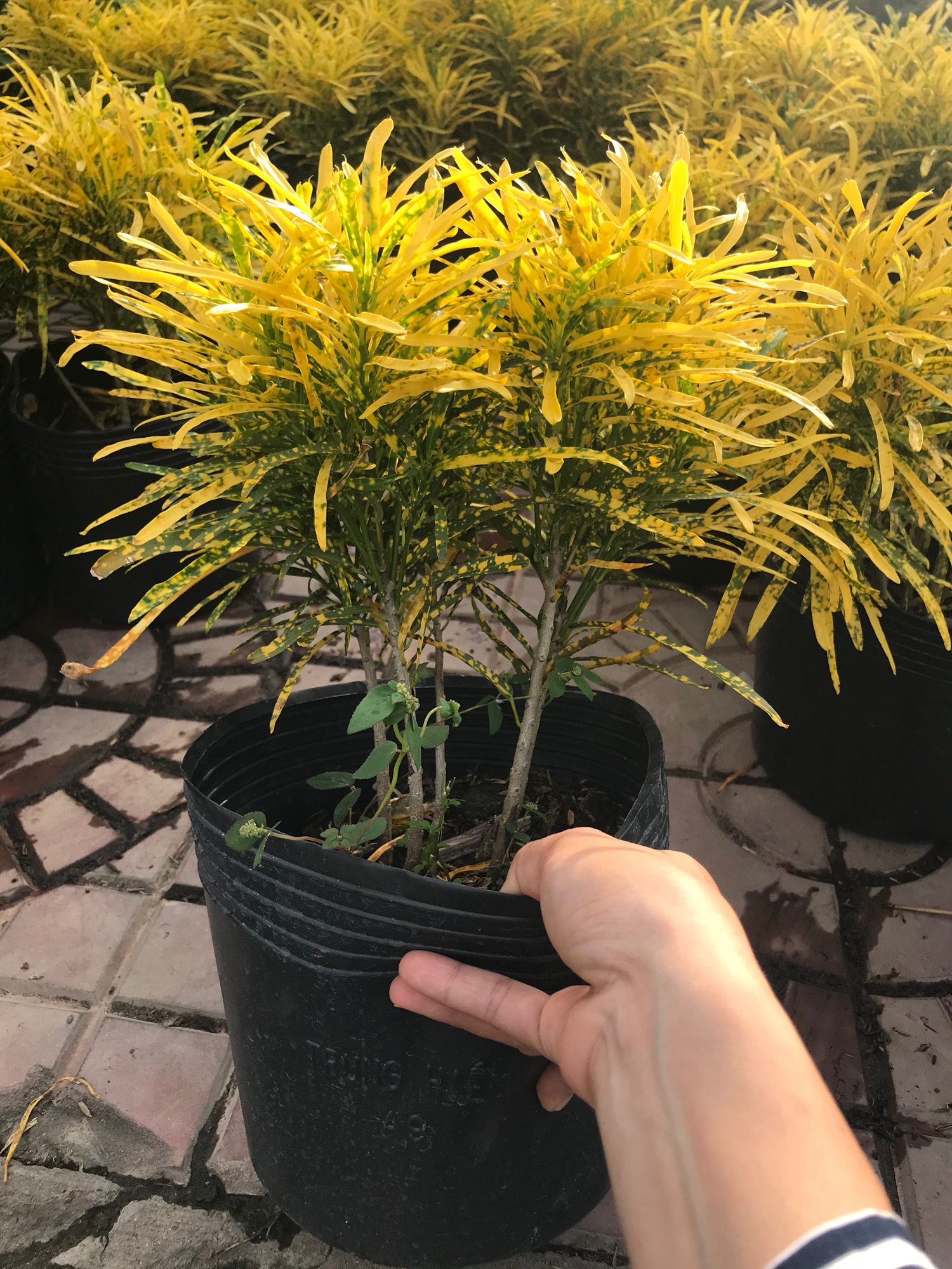 Cây vàng bạc (cây lá màu sao nhái)