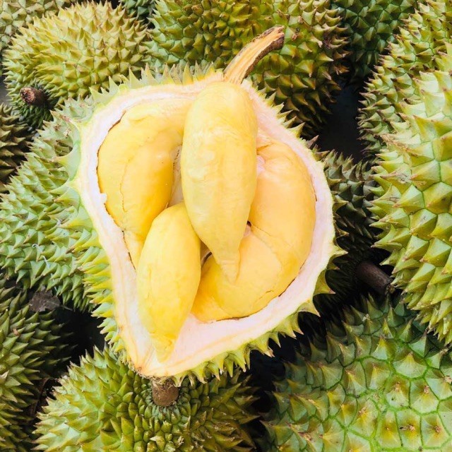 Cây sầu riêng hạt lép cơm vàng RI6