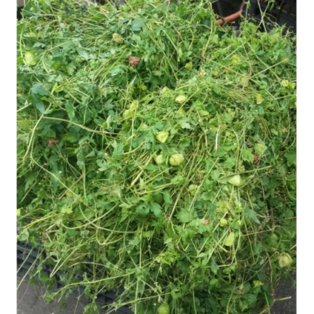 1Kg Cây Bòng Bong Tăm Cho Bé ( Rôm Sảy, Mẩn Ngứa...) - Sấy khô - 1kg