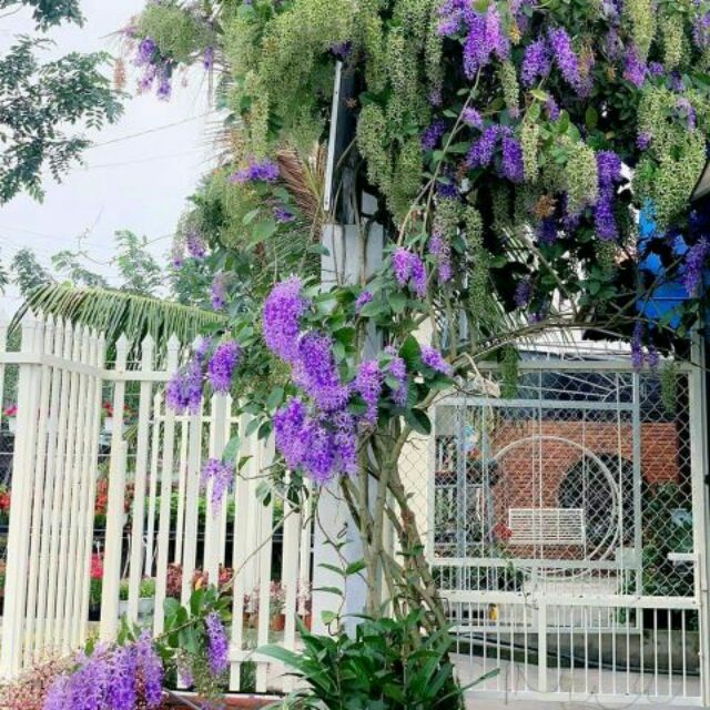 Cây mai xanh thái cao 1m ra hoa sau 4 tháng ( ảnh thật số 2)