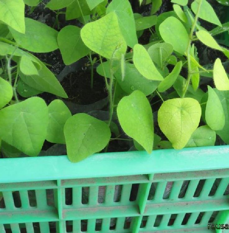 Hạt giống cây sương sâm lông-gói 30 hạt