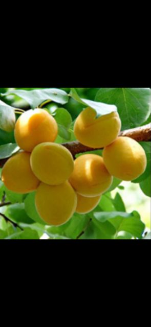 Cây giống Mơ vàng 6 Tháng Cây Cho Trái