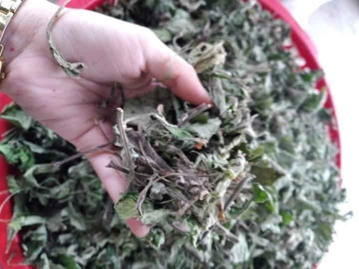 (Dược liệu khô) Cây Cải trời (còn có tên Kim đầu te) phơi khô 500g