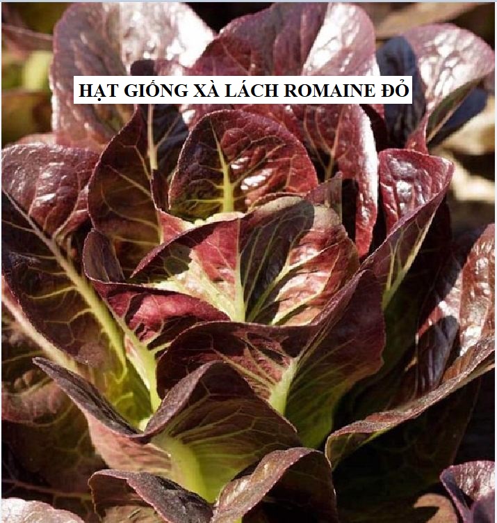 Hạt giống xà lách romaine đỏ - 0.2gram ( 140 hạt )