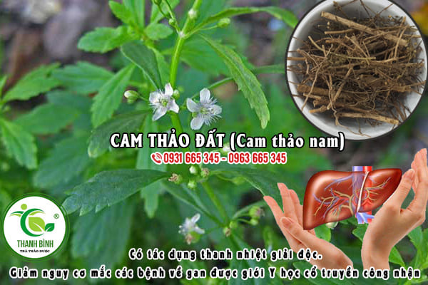 Cây Cam Thảo Đất (Cam Thảo Nam) 1KG Khô - Đông Y Thanh Bình