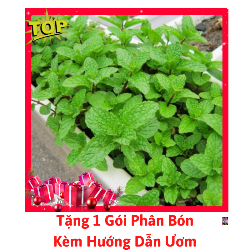 Gói Hạt Giống Húng Bạc Hà (Húng Lủi)