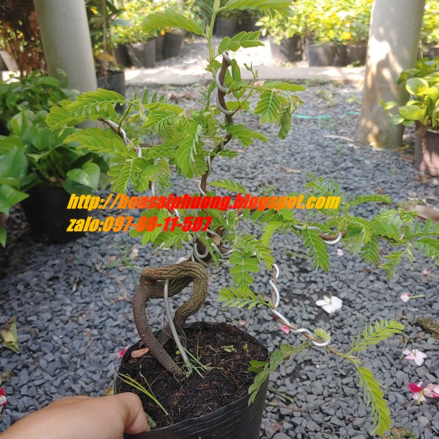 cây me bonsai mini
