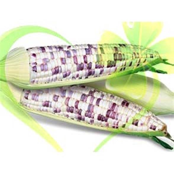 Hạt giống bắp nếp F1 trắng tím - gói 20g