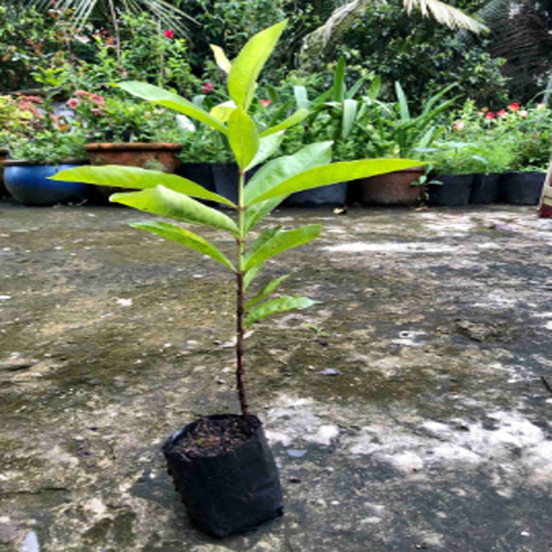 Mẫu Đơn Mỹ Đỏ - cây bông trang mỹ