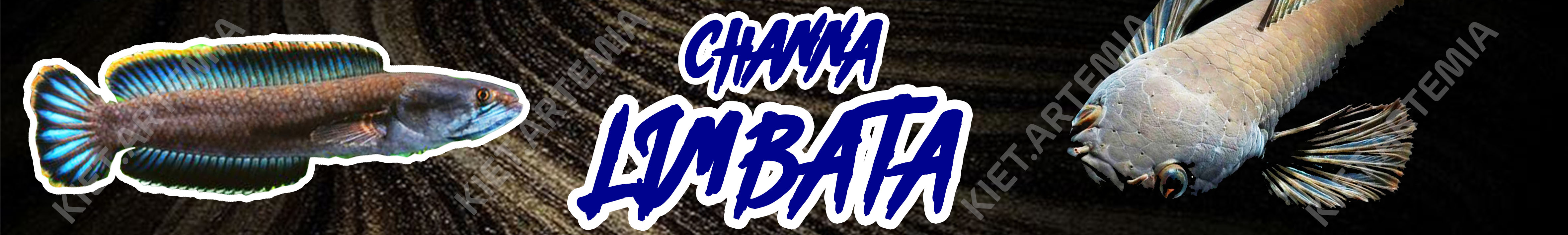 Decal Dán Bể Cá, Decal Hồ Cá Dành Cho Cá Lóc