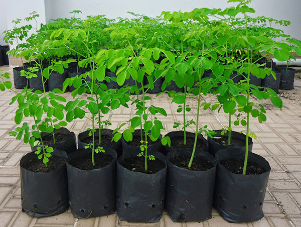Cây giống chùm ngây Moringa cao 40cm