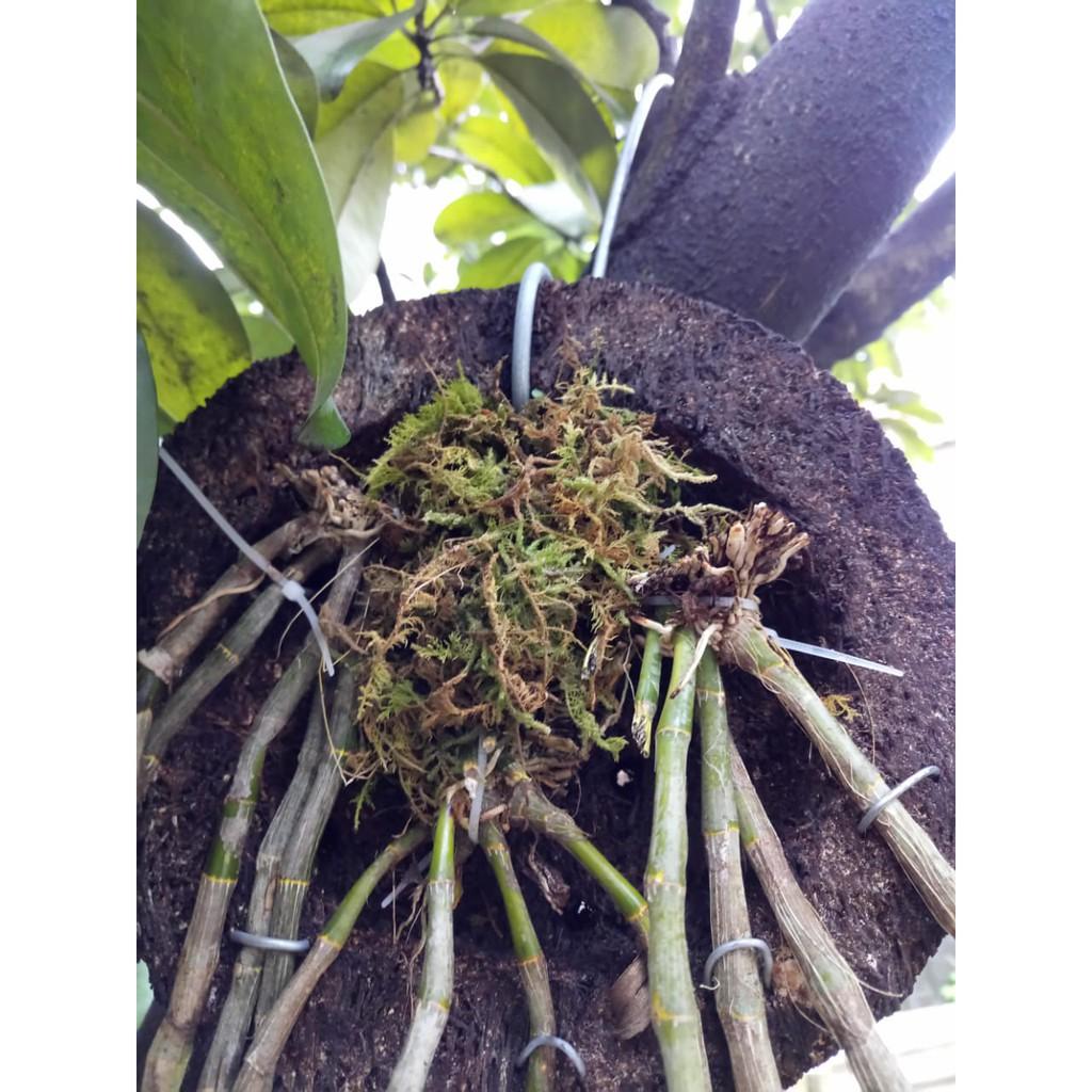 Rêu rừng gói 100g