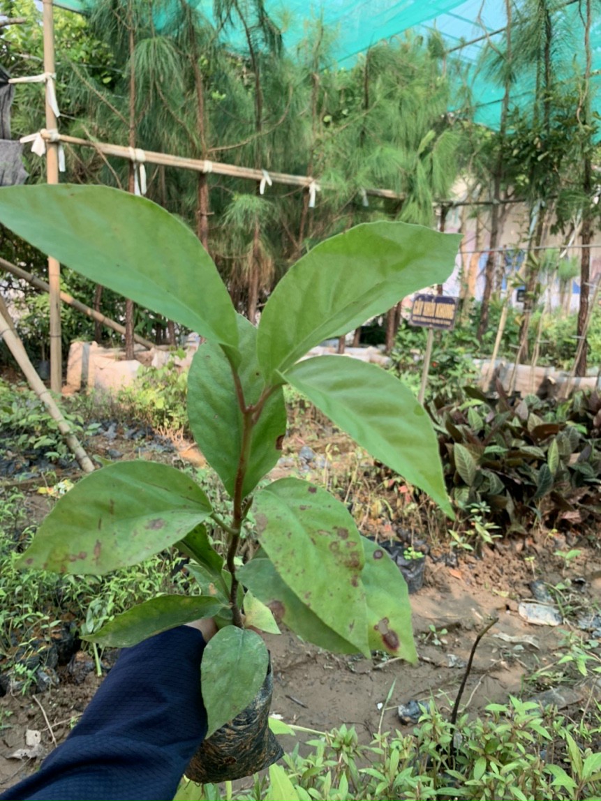 Cây giống na rừng đỏ