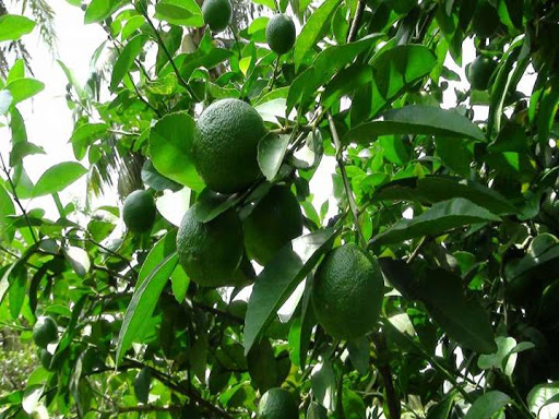Giống cây chanh bắc, chanh ta cây cao 60-70cm đã có quả