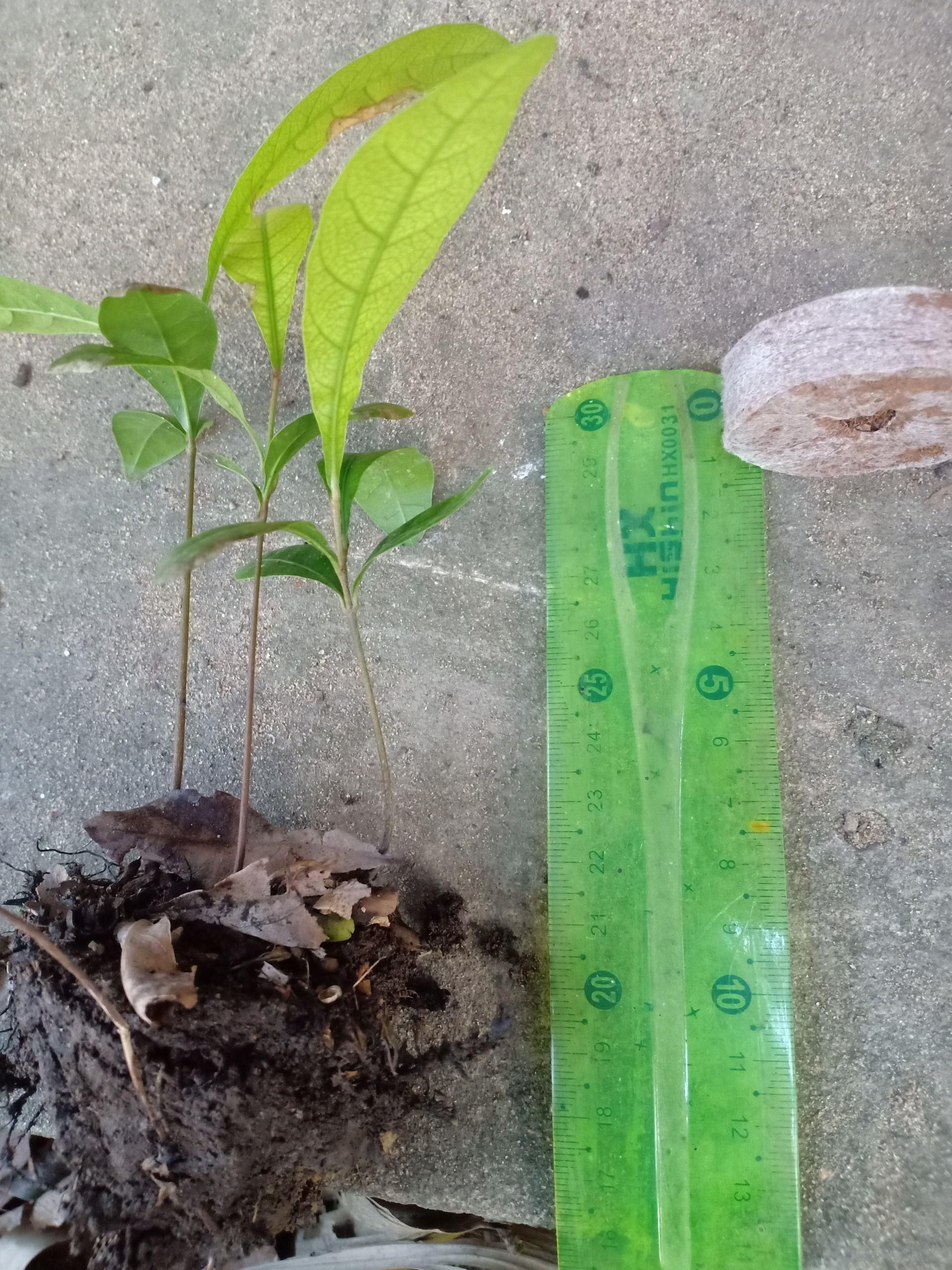combo 5 cây thần kỳ 10cm