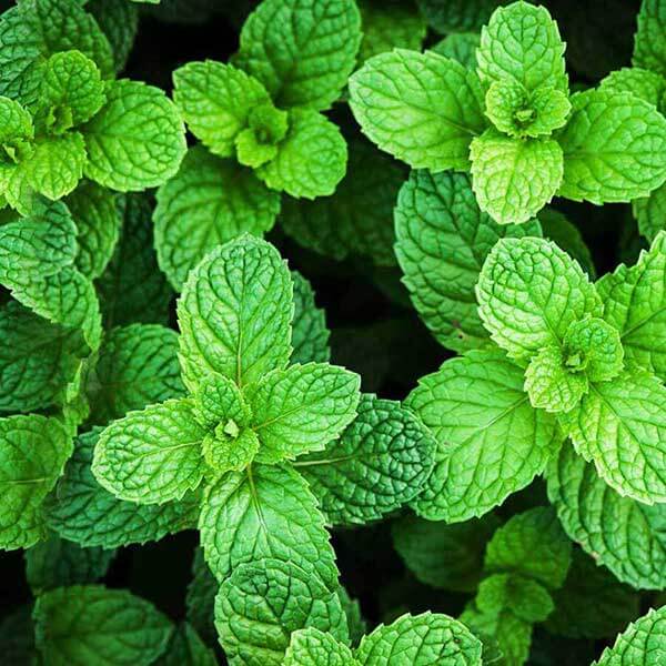 Tinh Dầu Bạc Hà Nguyên Chất Nomad Essential Oils Peppermint