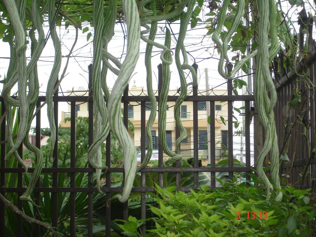 Hạt giống mướp rắn Nhật - gói  5 hạt