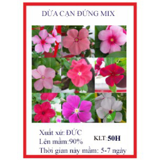 MJ61A GÓI 50 hạt giống hoa dừa cạn cây đứng nhiều màu MỚI HÁI NẢY MẦM TỐT