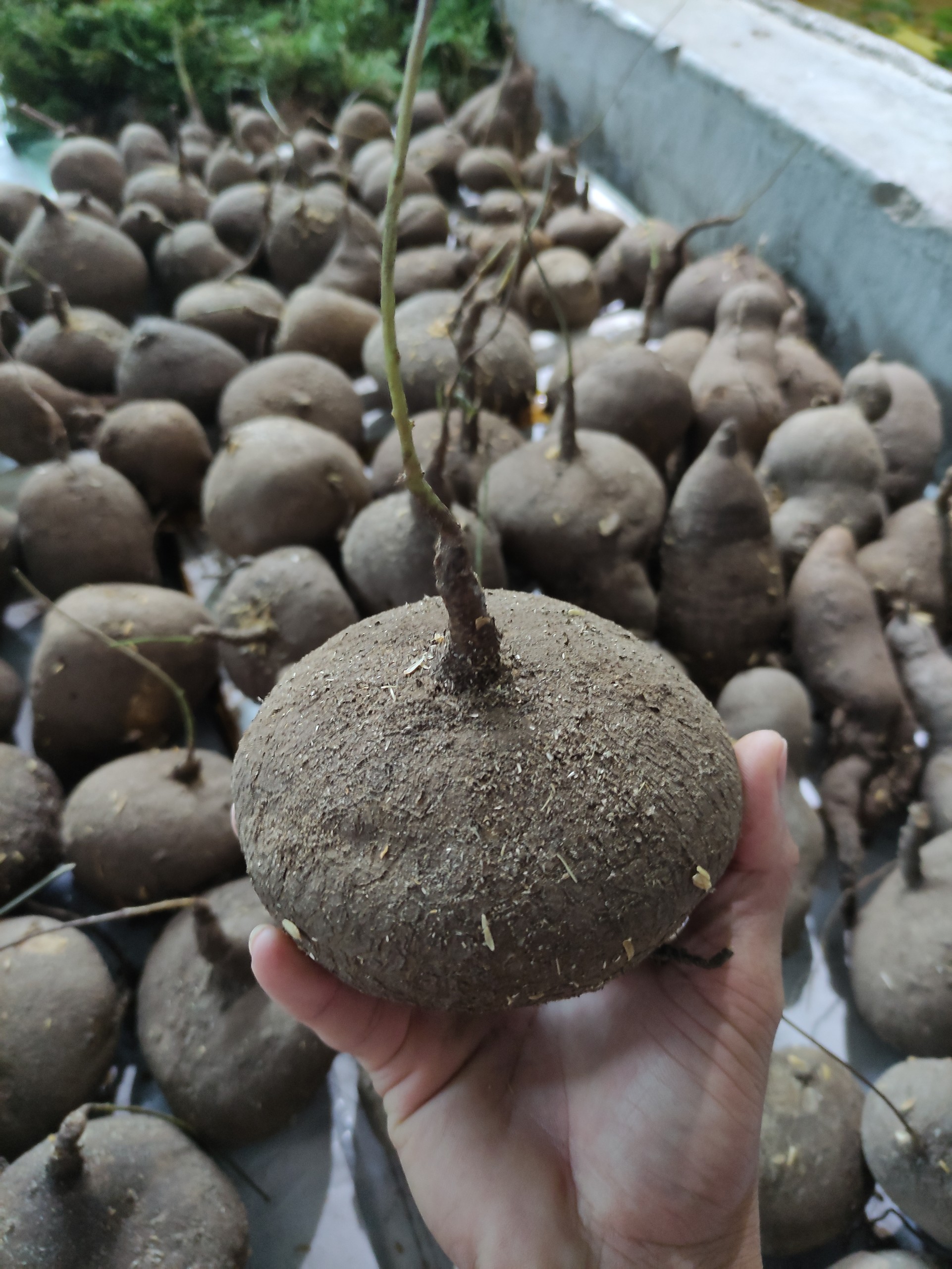 Củ bình vôi