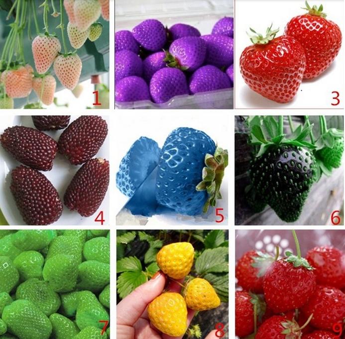 Hạt giống DÂU TÂY MIX MÀU F1