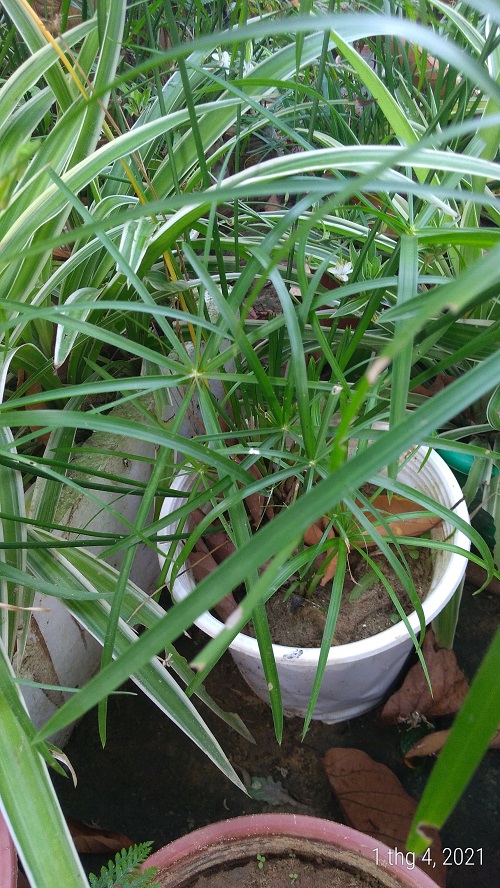 Cây thủy trúc - Cây thủy sinh (1 cây con cao khoảng 20 - 30 cm)